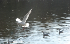 湖面的海鸥图片