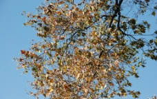 昆明冬日的树图片