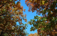 树叶缝里的天空图片