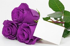 树木紫色玫瑰花与花瓣