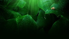 淘宝海报绿色清新植物叶子蜗牛背景