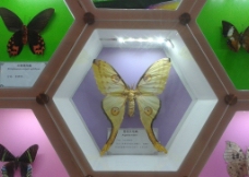 蝴蝶标本展示图片