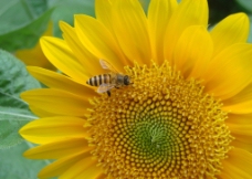 蜜蜂与向日葵图片