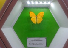 黄尖襟粉蝶图片