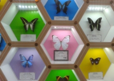 蝴蝶标本展示图片