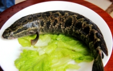 海鲜 酸菜鱼 黑鱼图片