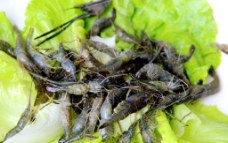 海鲜 河虾图片