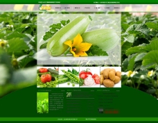 绿色蔬菜绿色环保大棚蔬菜种植企业网页模板psd