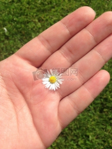 手心里的一朵雏菊