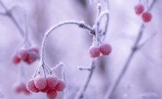 果冻冬天的浆果霜冻冰雪图片