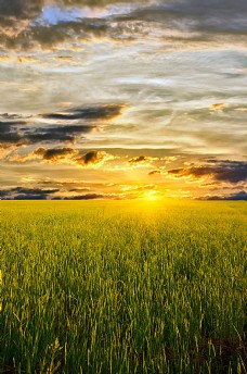 大自然高清麦地与天空