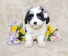 宠物狗小狗与花朵