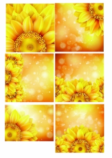 黄色背景向日葵