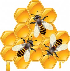 餐饮蜂巢上的蜜蜂