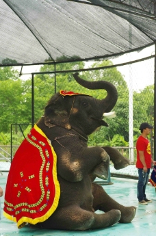 大象表演图片