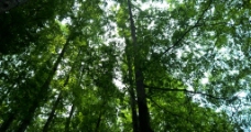 树林中图片