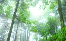 迷雾中的森林图片