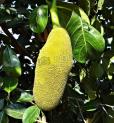 热带水果Jackfruits