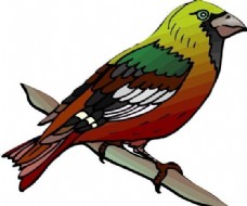 鸟类动物各种鸟类鸟动物矢量素材EPS格式0250