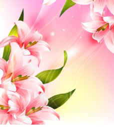 粉色百合花背景矢量素材