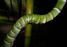 畸形的竹子图片