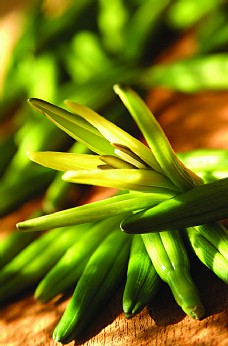 绿色蔬菜黄花菜图片