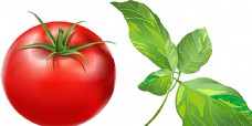 果蔬西红柿矢量树叶图片