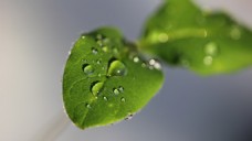 高清清新植物水滴自然背景图片