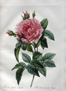 包装设计一支玫瑰花图片