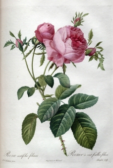 一支玫瑰花图片