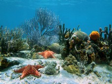 底图水底的珊瑚海星摄影