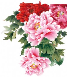 粉色传统牡丹花