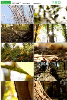 阳光明媚的森林公园 视频素材