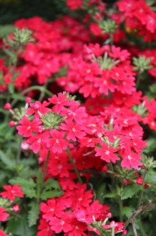 红色花丛图片