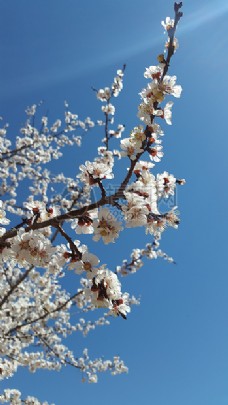 花园生活大马士革鲜花蓝色白杏新鲜花园自然天空生活