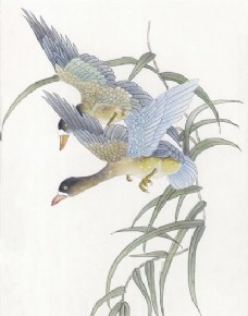 花鸟 中国画 43