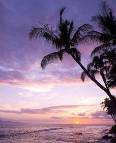 大自然夕阳下的大海与椰树