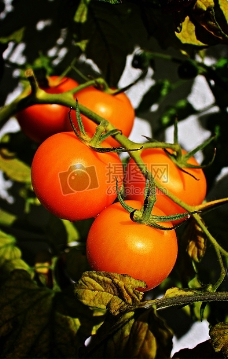 新鲜成长的番茄
