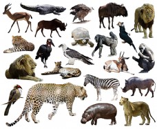 野生动物世界
