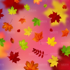 秋天枫叶花纹边框装饰矢量素材