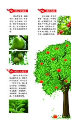 水果特产折页图片