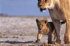 散步母狮和幼狮