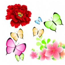 春季牡丹蝴蝶花朵图片