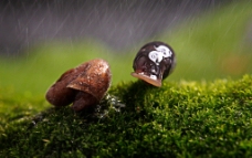 风雨中的蜗牛兄弟图片