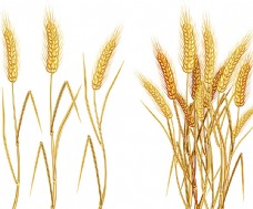 小麦黄金麦穗图片