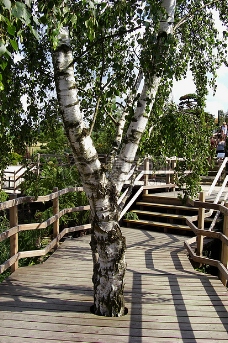 自然景观桦木桥公园景观桥边的栏杆自然