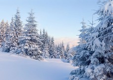 冬天雪景冬天的树林雪景