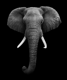 其他生物非洲大象