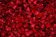 红色玫瑰花瓣矢量图