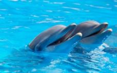 可爱海豚图片
